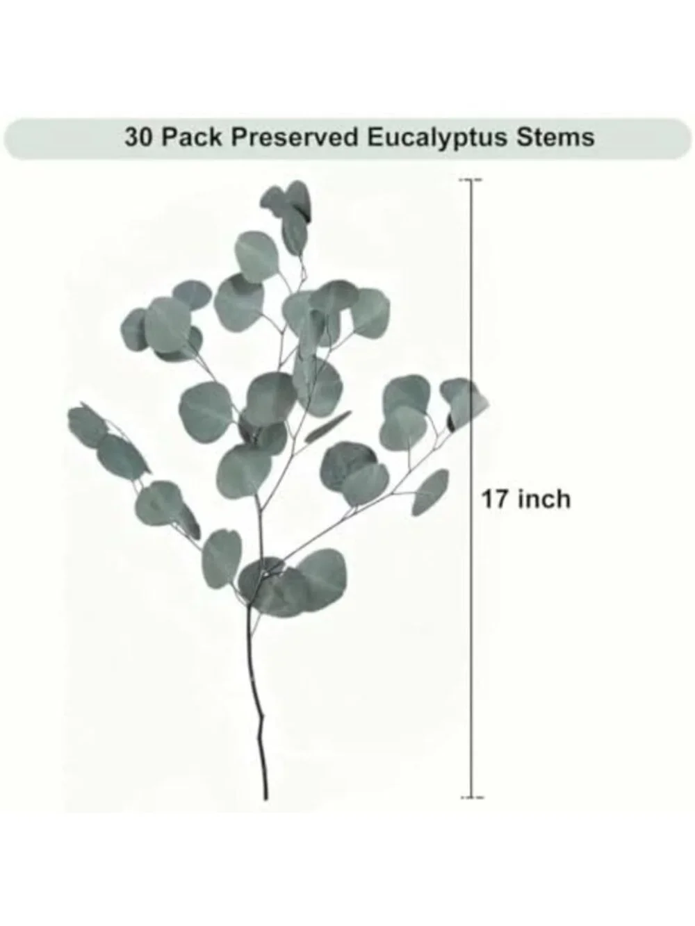 30 Pcs Dried Eucalyptus Stems - 17